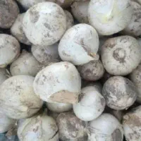 اجاره زمین کشاورزی برای موسیر