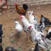 خروس گلین جوان