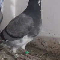 جوجه پلاکی عراق