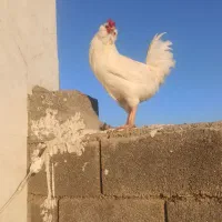 خروس گلین پنگوئنی و تخم غاز