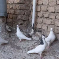 کفتر قلاغ دولا گل‌پنبه‌ای