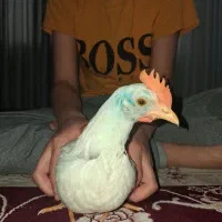 جوجه خروس ۳ ماهه