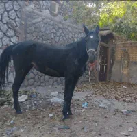 مادیون مشکی