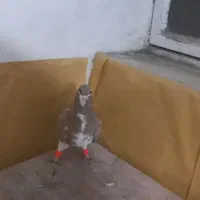 کبوتر ساده زرد ماده یقه بسته کاشمر