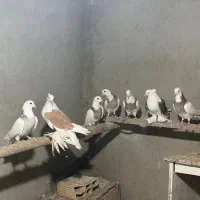 طوقی و پاپر|پرنده|بهار, |دیوار