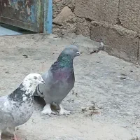 کبوتر