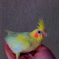 ۴ تا جوجه عروس گوله نمک