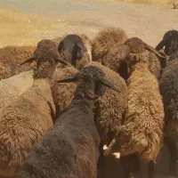 گوسفند میش شیشک