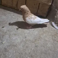 کفتر سینه زرد گرفتنی