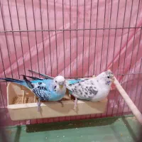 مرغ عشق مولد