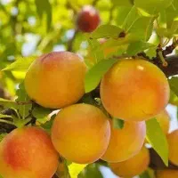 تولید نهال زردآلو جهانگیری|خدمات باغبانی و درختکاری|دره رود, |دیوار