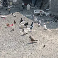 کفتر رودان|پرنده|میناب, |دیوار