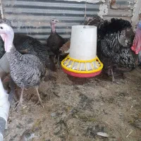 تخم بوقلمون سالم وبه شرط نطفه|حیوانات مزرعه|دزفول, |دیوار