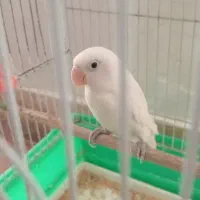 کوتوله فروشی نر خوش اواز نیمه دستی سالم