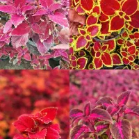 انواع حسن یوسف برگ پهن و برگ ریز