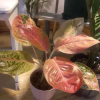 گل.طبیعی|گل و گیاه طبیعی|مسجد سلیمان, |دیوار