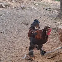 خورس پر پا|حیوانات مزرعه|کنگاور, |دیوار