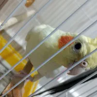 یک جفت عروس هلندی لوتینو و خاکستری|پرنده|مراغه, |دیوار