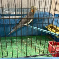 جوجه عروس هلندی|پرنده|کاشان, طالقانی|دیوار