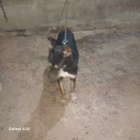 سک نگهبانی  هست کوش تیز