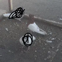 کفتر دم گیر و سینه ای|پرنده|خمینیشهر, |دیوار