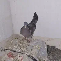 پلاکی سبز بی خط و دوخط جوجه جانسون. جنگلی