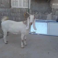 بز خوب برای فروش