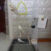 یک جفت عروس با یک جوجه عروس و قفس کامل