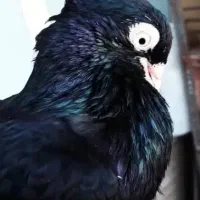 زاغ واکسی چشم نوک.برف