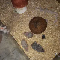 همستر مینیاتوری گلد طلایی