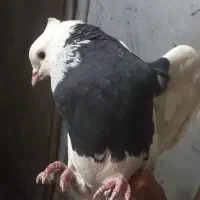 طوقی ماده واکسی