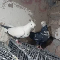 کبوتر دم سیاه