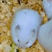 همسترهای بازیگوش دوست‌داشتنی »|موش و خرگوش|کرج, حصار|دیوار