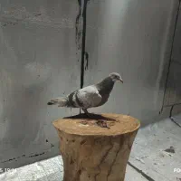 کاغذی تهرانی