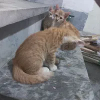 گربه