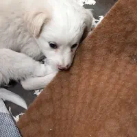 توله شیتزو ۲ماهشه|سگ|الوند, |دیوار