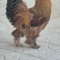 مرغ و خروس برهما