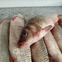 ماهی کردستان سد و رودخانه|ماهی|دیواندره, |دیوار