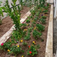 خدمات باغبانی