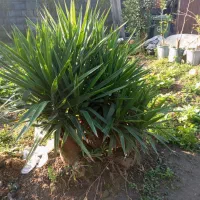 گل و گیاه آپارتمانی  و بیرونی حیاطی یوکا