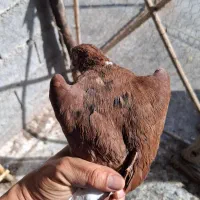 نرسرخ دمسفیدپرخال