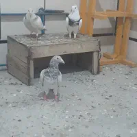 کوهی و طوقی|پرنده|اندیمشک, |دیوار