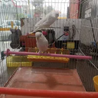 مرغ عشق پروانه ای