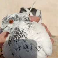 یه جفت کفتر کله دم سبز کاشانی