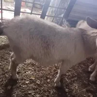 بز ماده سانن|حیوانات مزرعه|تربت‌حیدریه, حیدرآباد|دیوار