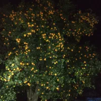 پرتقال محلی شیرین آب دار