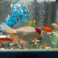 ماهی گلد فیش فروشی|ماهی|طرقبه, |دیوار