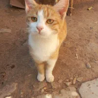 گربه رایگان