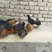 جوجه رسمی
