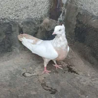 کفتر دوتا